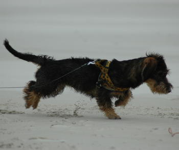 Donnerlüttchen am Strand DK
